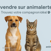 Vos annonces de vente (Réservé aux professionnels)