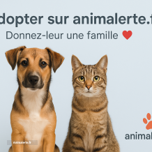 Affichez vos annonce a l'adoption ( reservé aux associations )