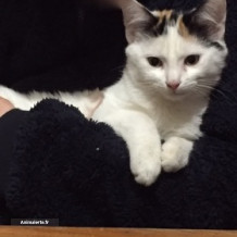 Chatonne blanche 5 mois, perdue
