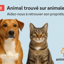 Affichez vos annonces d'animaux trouvés
