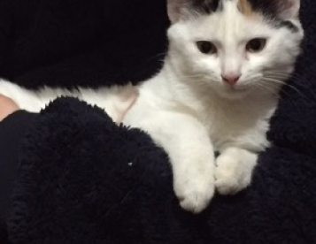 Chatonne blanche 5 mois, perdue