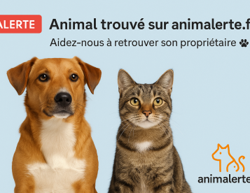 Affichez vos annonces d'animaux trouvés